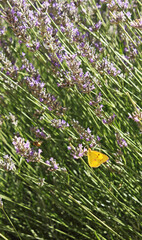 Butterfly on lavender in the garden