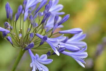 Agapanthus 