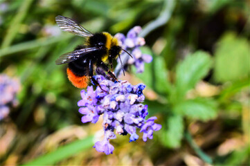 Bee on Lavender