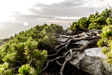 Trail in the massif of Gorgany 