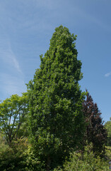 Summer Foliage of a Fastigiate or Cypress Oak Tree (Quercus robur Fastigiata 'Koster') Growing in a Garden in Rural Devon, England, UK