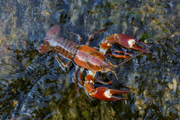Top view of the Pacific Crab. Pacifastacus leniusculus. Órbigo River, León, Spain.