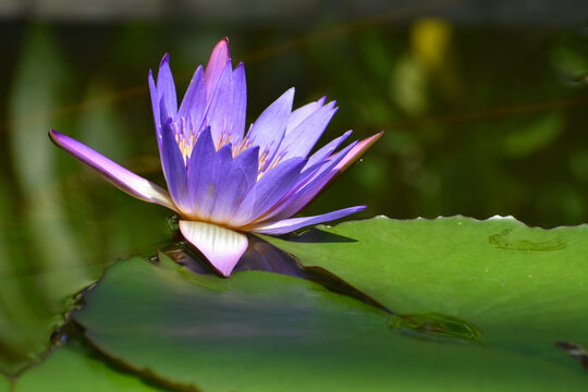 水辺で咲く熱帯睡蓮　ティナの紫色の花
