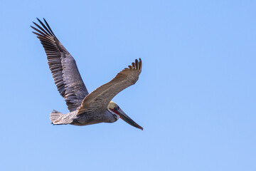 Brown Pelican with adult breeding plumage, Loreto, Baja California Sur, Mexico