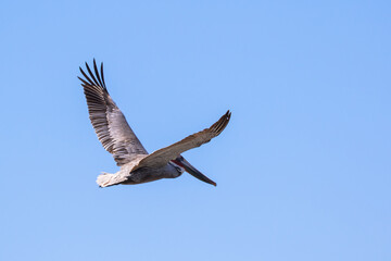 Brown Pelican with adult breeding plumage, Loreto, Baja California Sur, Mexico
