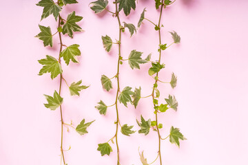 green ivy isolated on a white pink background.