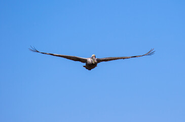 Brown Pelican with adult breeding plumage, Loreto, Baja California Sur, Mexico