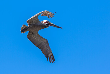 Brown Pelican with adult breeding plumage, Loreto, Baja California Sur, Mexico