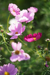 Various Color of Cosmos in Full Bloom
