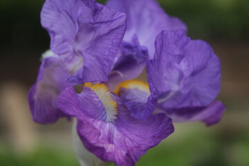 iris