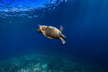Sea turtle glides underwater in transparent blue ocean.