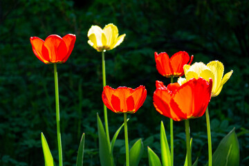 red and yellow tulips in garden