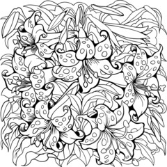 Tiger Lily flowers. Line art drawing.  Coloring page