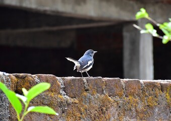Oriental Magpie Robin