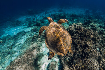 Sea turtle glides underwater in transparent blue ocean.