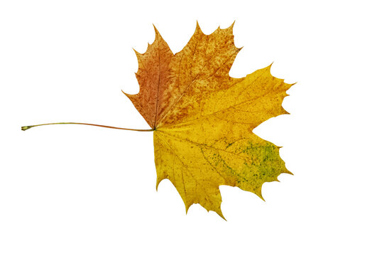 autumn maple leaf isolated on white