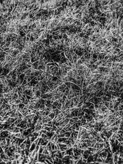 Grass in black and white