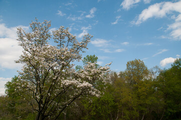 dogwood tree in spring