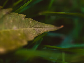 Obraz premium Green leaf on the grass