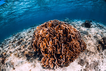 Naklejka na ściany i meble Big coral in tropical ocean underwater