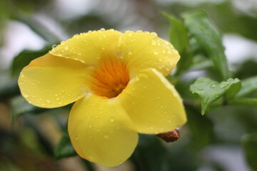 yellow orchid flower