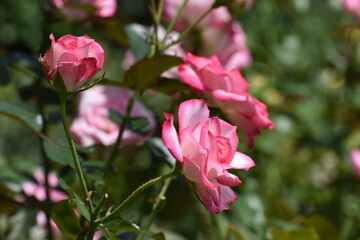 夏の庭園で咲くピンク色のバラの花　ニコール