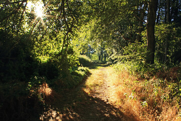 Fototapeta na wymiar Path in the forest in a summer day