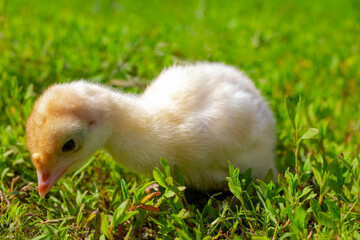 Little turkey on green grass. Turkey-poult close up. Turkey chick walking in the air. Eco farm