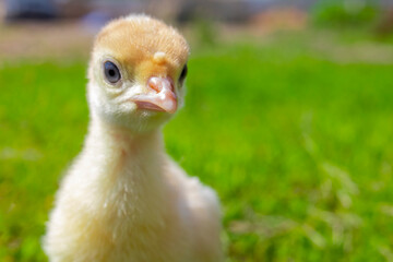 Little turkey on green grass. Turkey-poult close up. Turkey chick walking in the air. Eco farm