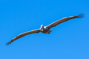 Fototapeta na wymiar Brown Pelican with adult breeding plumage, Loreto, Baja California Sur, Mexico