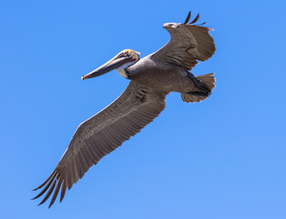 Brown Pelican with adult breeding plumage, Loreto, Baja California Sur, Mexico