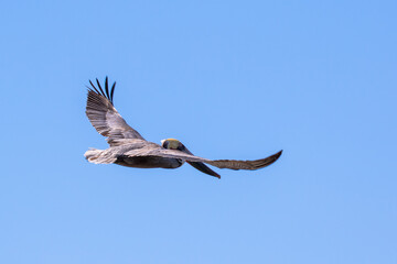 Brown Pelican with adult breeding plumage, Loreto, Baja California Sur, Mexico
