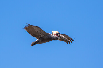 Brown Pelican with adult breeding plumage, Loreto, Baja California Sur, Mexico