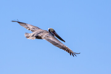 Brown Pelican with adult breeding plumage, Loreto, Baja California Sur, Mexico