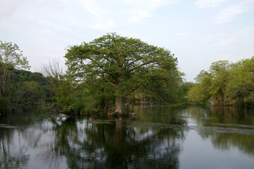 Fototapeta na wymiar cypress tree in the Comal river in New Braunfels, Texas