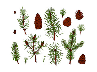 Set of hand drawn colored sketch evergreen plants and cones isolated on white background. Vector illustration of pine, fir tree, larch, Christmas tree branches. Christmas and New Year decor element
