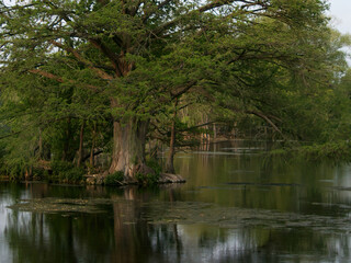Fototapeta na wymiar cypress tree in the Comal river in New Braunfels, Texas