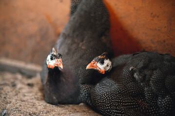 Two guinea fowls sit on eggs in a poultry house. Growing eggs naturally. Natural incubation