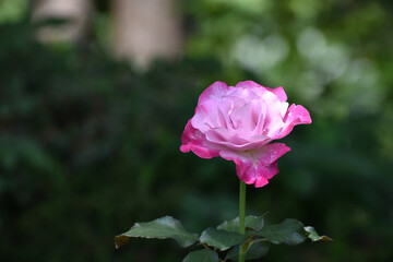 夏の庭園で咲くピンク色のバラの花　ライラック　ビューティー
