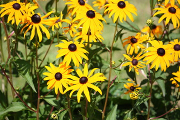 Gelber Sonnenhut im Garten bei Sonnenschein