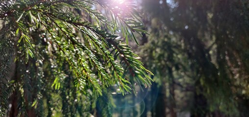 rain drops on the window