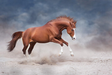 Beautiful red horse running on desert storm