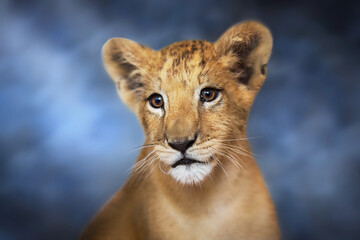 A cute young lion cub close up portrait on blue background