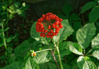 Wild root ginseng with berries. A close up of the most famous medicinal plant ginseng (Panax ginseng).