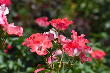 夏の庭園で咲く赤色のバラの花　花霞