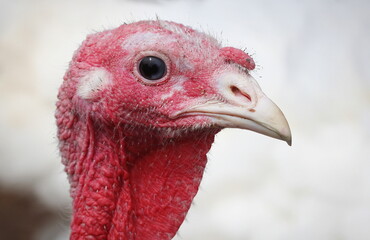 White Turkey Outdoors
