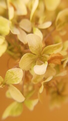 Hydrangea