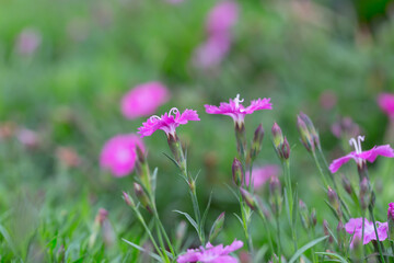 Outdoor blooming pink carnation flowers and green leaves，Dianthus chinensis L.