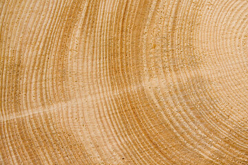 Naklejka premium Jahresringe Holz