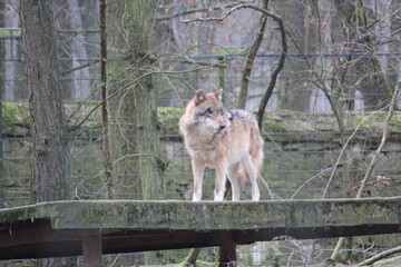 Obraz premium Beauty and the beast